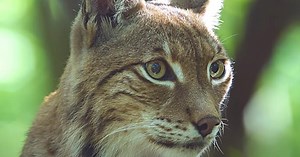 Animal, le nouveau film de Cyril Dion, entre action et espoir [bande-annonce]