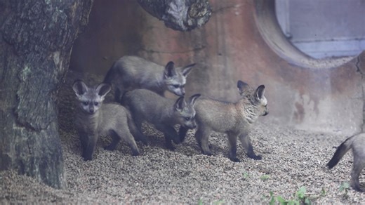 Our bat-eared fox kits are in full-on "scamper" mode and we can barely keep up! These foxes grow fast, so if you want to catch the chaos in person, stop by soon and see these little ones put the "zoo" in zoomies! | Zoo Knoxville
