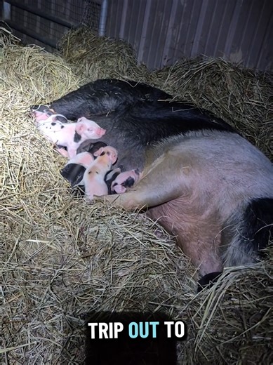 12 Piglets! Discovering Jackie Shadow's Eagle Moments