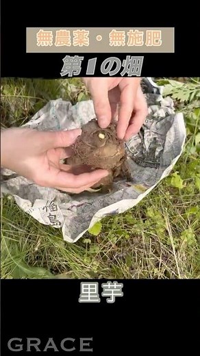 里芋の植え付け #里芋 #さといも #里芋栽培 #自然栽培