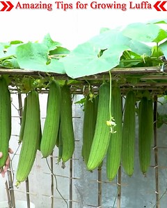 Today I will show you how to grow Luffa fast. Which you can do with some old pots at home. And you can grow Luffa with the organic fertilizers you have at home. So, lets see start this video | Small Vegetable Garden