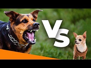 Mischlinge vs. Rassehunde - Wer ist gesünder?