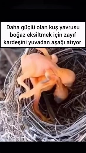 Akıllı Bilgiler on Instagram: "Guguk kuşu yumurtasını başka bir kuşun yuvasına bırakır. Yavru guguk çıkınca, ev sahibi kuşun yumurtalarını veya yavrularını içgüdüsel olarak yuvadan atar. Böylece bütün bakım sadece ona kalır ve hayatta kalma şansı artar. 🐦‍⬛"