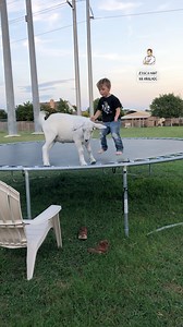 This is the happiest goat on the planet | Dad Jokes