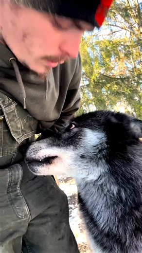 10K views · 152 reactions | Perfect shoot  #wolf #wolfdog #drawing #wolfpack #art #worldofwolves #nature #wolfstagram #savethewolves #instawolf #dog #draw #allaboutwolves5 #love #instagood #pack #wolftherian #oc #wolverhampton #wolvesofinstagram #sketch #wolfhybrid #animals #dogs #wolfdrawing #animalsofinstagram #virals #viralpost #viralreelsfb | Wolf Lover | Facebook