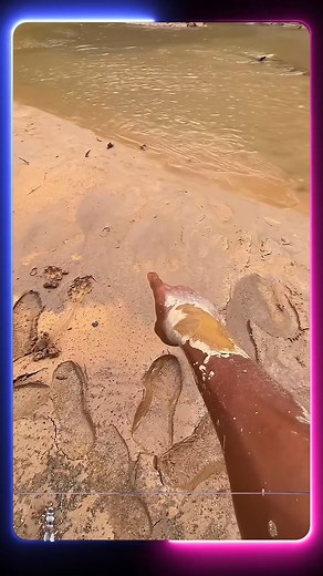 Jaw-Dropping Animal Evolutions: Watch Nature’s Wonders Unfold! #WildlifeTransformation #NatureMagic #AmazingAnimals | Wildlife Animals