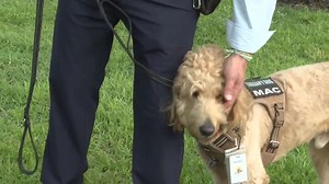 Therapy dog helping veterans, first responders affected by PTSD