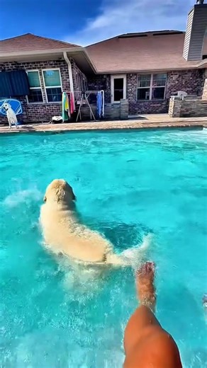 3.8K views · 30 reactions | part 2 Buster has big jumps not small jumps but can her jump as high as Purdy #creatorsearchinsights #jumpinginthepool #dogs | Buster Pool | Facebook