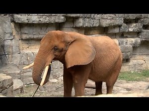 Greenville Zoo Mourns Death of African Elephant