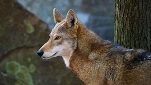 When the government puts wolves in your backyard