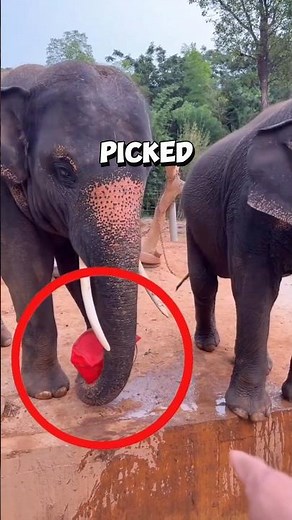 This clever elephant surprises its owner using its intelligence ❤️ #elephant