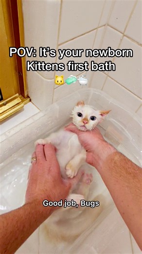 Baby Bing did surprisingly very well😆🐱🧼 #pov #cats #newbornkittens #catbath #reels | Povinme