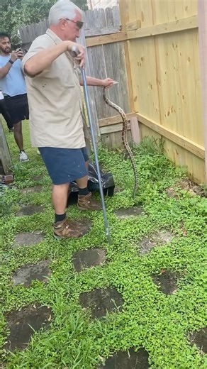 Live catching huge snake. #snake #snakecatcher #rescue #rescuesnake