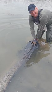 1.2M views · 17K reactions | Only Catch & Release ❤️ 240cm - 93kg | Ebro dream fishing with FormaxStore & Milan Panic | Facebook