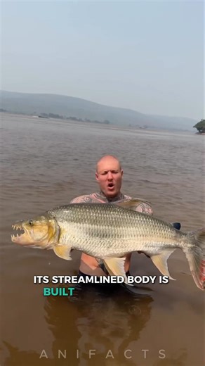 Goliath TigerFish: Africa's Most Feared Freshwater Predator