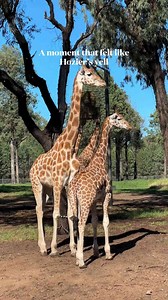 Giraffes Dubbo Zoo REEL
