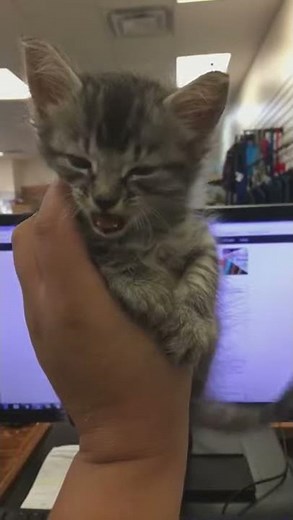 Feisty kitten isn't happy about being held.