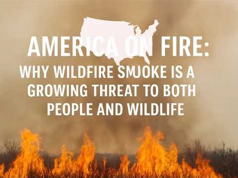 Breathe Easy: HALO’s White Mesh Mask (Gray Trim) – 200h Nanofilter Power!