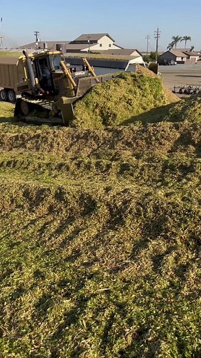 Cat D6 pushing silage in Tulare California #harvest #silageseason #farming #agri #agriculture #tractor #farmequipment | Nikabelly