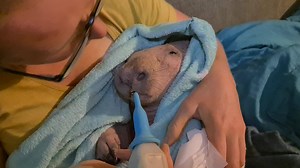 Our newest little rescue girl took less than 24 hours to realise that she is safe, loved and cared for ❤ We have asked the property owners to name her, they tried so hard to save her and what a magnificent job they did! She is very poorly and has a long road ahead but what a little fighter! Such an incredible baby 🤞 | Wombat Awareness Organisation