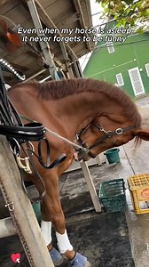 Who Let This Horse Be So Funny? 🐶😆 #horse #funny #farm #fyp | Santafe Farrier Fan