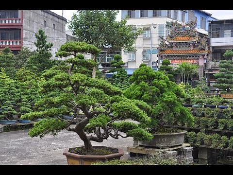 Podocarpus Are A Perfect Bonsai For Beginners