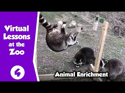 Virtual Zoo Lessons - All about Animal Enrichment