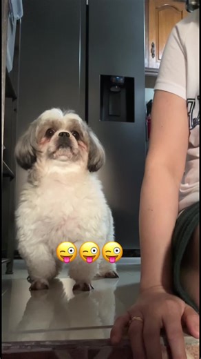 Adorable Shih Tzu Puppy Videos You Can't Miss