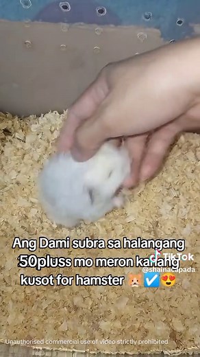 Adorable Baby Hamsters: Cutest Moments