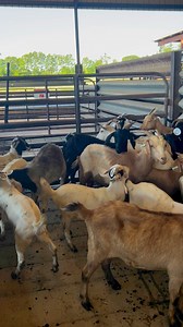 3.8K views · 19 reactions | Nice herd of local goats for sale today! See y’all before 11:00! | Laurens Livestock | Facebook