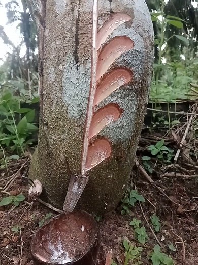 Rare Sap Harvest with Squirrels (ASMR Bushcraft)