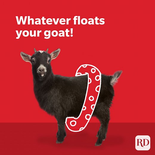 55 Goat Puns That Are So Baaad, They’re Good