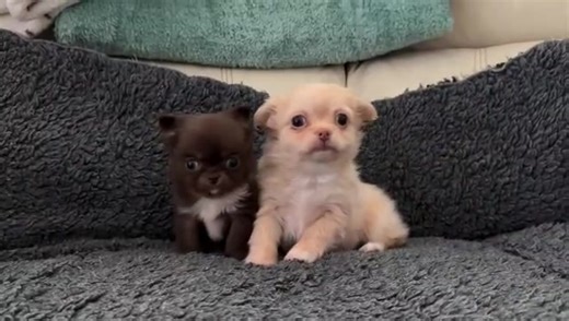 Homer and Maggie first reel!! #ChihuahuaPuppies #puppytiktok #PuppyForAdoption #chihuahua #fyp