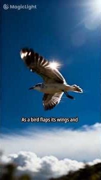 How Bird Wings Create Lift
