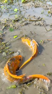 161K views · 1.6K reactions | শুকনো কাঁদা জমি থেকে ছেলেটি প্রচুর দেশি মাছ ধরছে | Fishing With Hand | Rural Fishing BD | Facebook