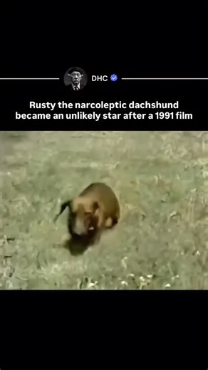 DHC | History, Entertainment & News on Instagram: "Rusty the narcoleptic dog became widely known after a 1991 educational film showcased his unusual condition. Rusty was a dachshund who experienced sudden sleep episodes caused by narcolepsy, often collapsing mid-run as his body shifted from full activity to immediate rest. Many of these moments resembled his legs simply giving out, which was actually a form of cataplexy—temporary muscle paralysis triggered by excitement. The footage became a val