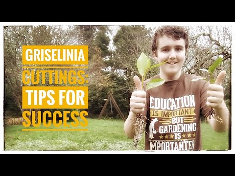 Griselinia Cuttings Update