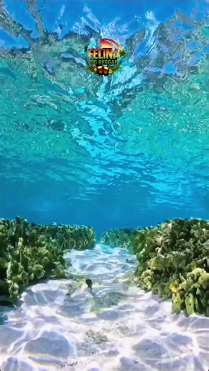 FELINA DO REGGAE: A Vibrant Jamaican Music Experience