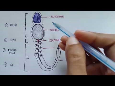 Structure of sperm | Sperm cell structure and functions | diagram of sperm cell