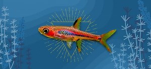 Chili Rasbora (Boraras brigittae) Species Profile and Care Guide