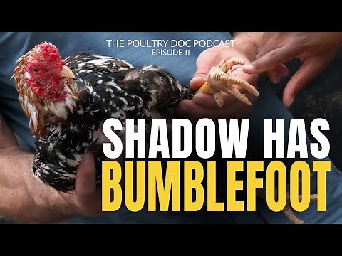 Shadow has Bumblefoot - Dr. Blayne Explains What it is and How to Treat it.