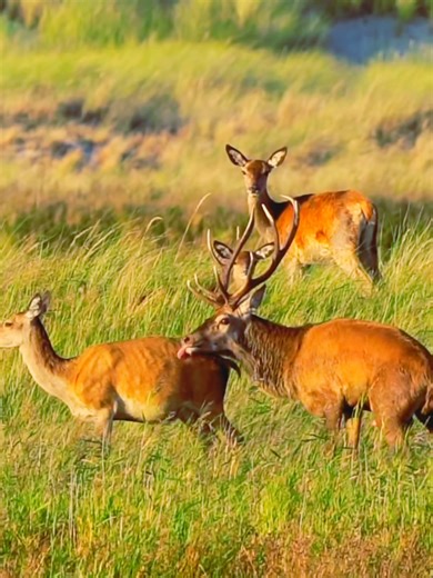 Elk Behavior and Movement Patterns