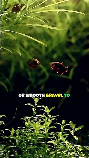 Celestial Pearl Danio Tank Set Up 🐠 Galaxy Rasboras