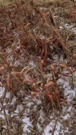 That’s a good boy #hunting #pheasants #brittany