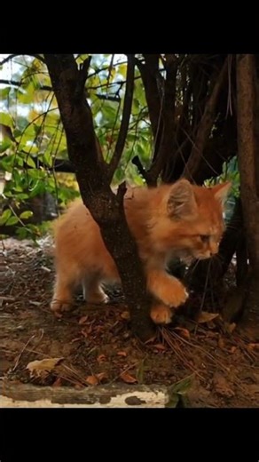 The Secret Language of Cat Purring: A Soothing Connection!