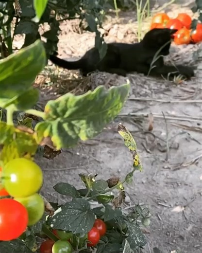 Firefly Studio on Reels