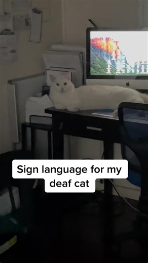 Communicating with Deaf Cats: Sign Language Tips and Reactions