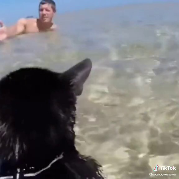 Meet the Strongest Swimmer Cat