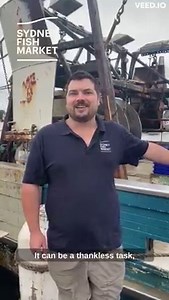 10K views · 300 reactions | That's right, you've got the chance to pick Alex's brains in person at his upcoming Sydney Seafood School class! Bookings open now: https://sydneyfishmarket.rezdy.com/528527/catch-of-the-day-with-alex-stollznow P.S. Sorry about the wind... But it does make you think about the types of conditions our fantastic local fishers face every day! | Sydney Fish Market | Facebook