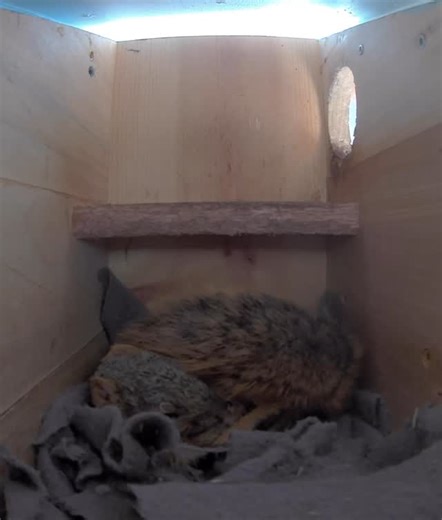 Squirrel Boxes on Instagram: "Grandpa Two Ears finally returned home after leading the pack in the great girl chase. Exhausted, he climbed into his box, curled up, and fell asleep within minutes. For five straight hours, he didn’t stir, completely unfazed by the squirrels running across the top of his box or the usual sounds of the world around him. #squirrel #squirrels #squirrelsofinstagram #squirrellove #squirrellife #squirrelsofig #squirrelsafeheaven #squirrelwhisperer #squirrellover #squirre